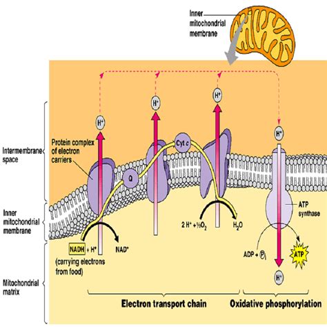 Electron Transport Chain (overview) .